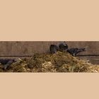 Der "die Tauben aus dem Kölner Zoo auf dem Misthaufen" Fotostrip