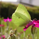 Der die Zitronen faltet (Gonepteryx rhamni)