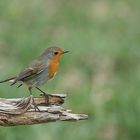 Der diesjährige "Vogel des Jahres" - Das Rotkehlchen