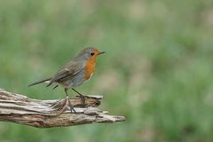 Der diesjährige "Vogel des Jahres" - Das Rotkehlchen