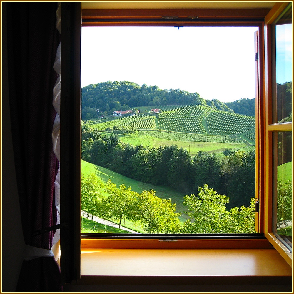 Der direkte Blick aus dem Zimmer in die Weinberge - was gibts schöneres?