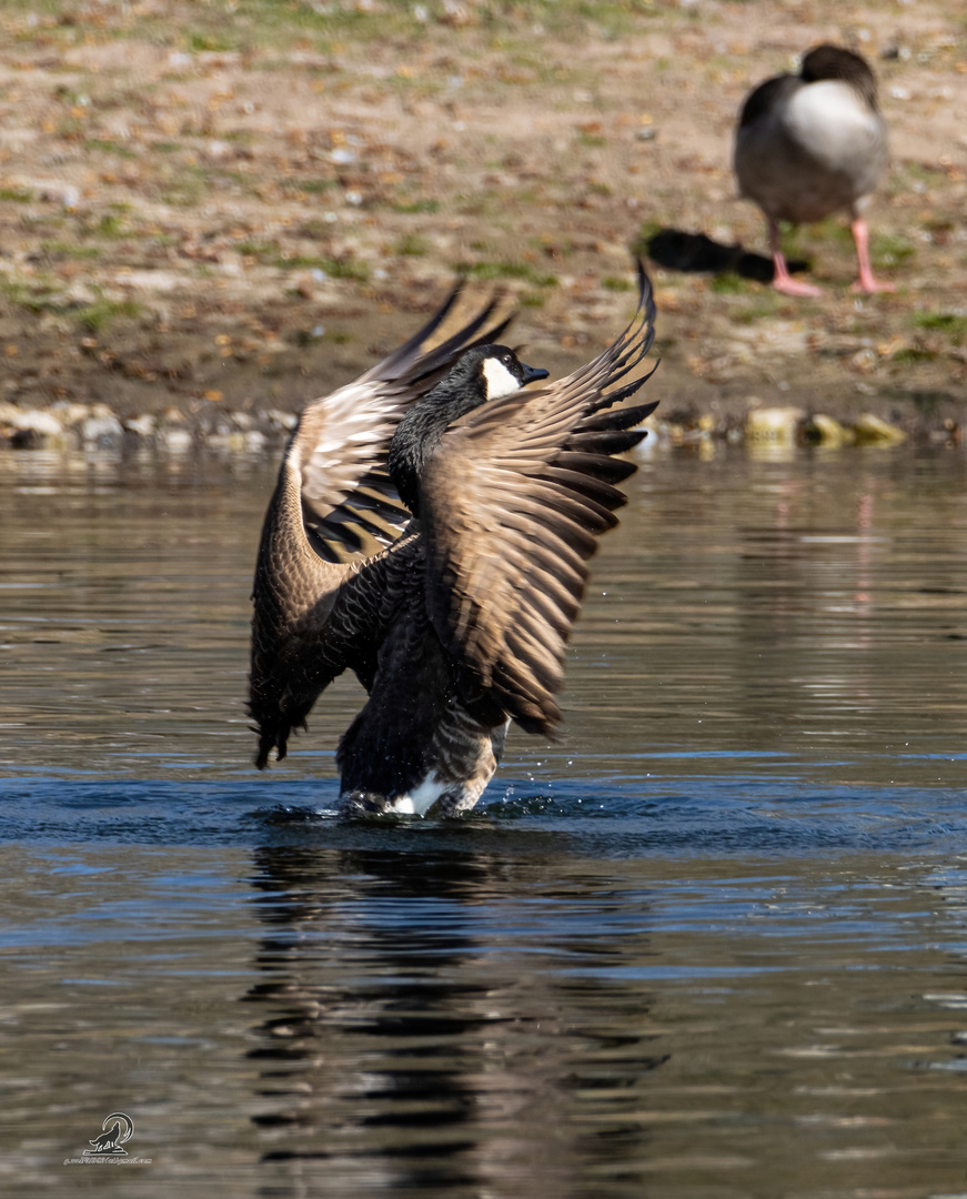 Der Dirig-ente