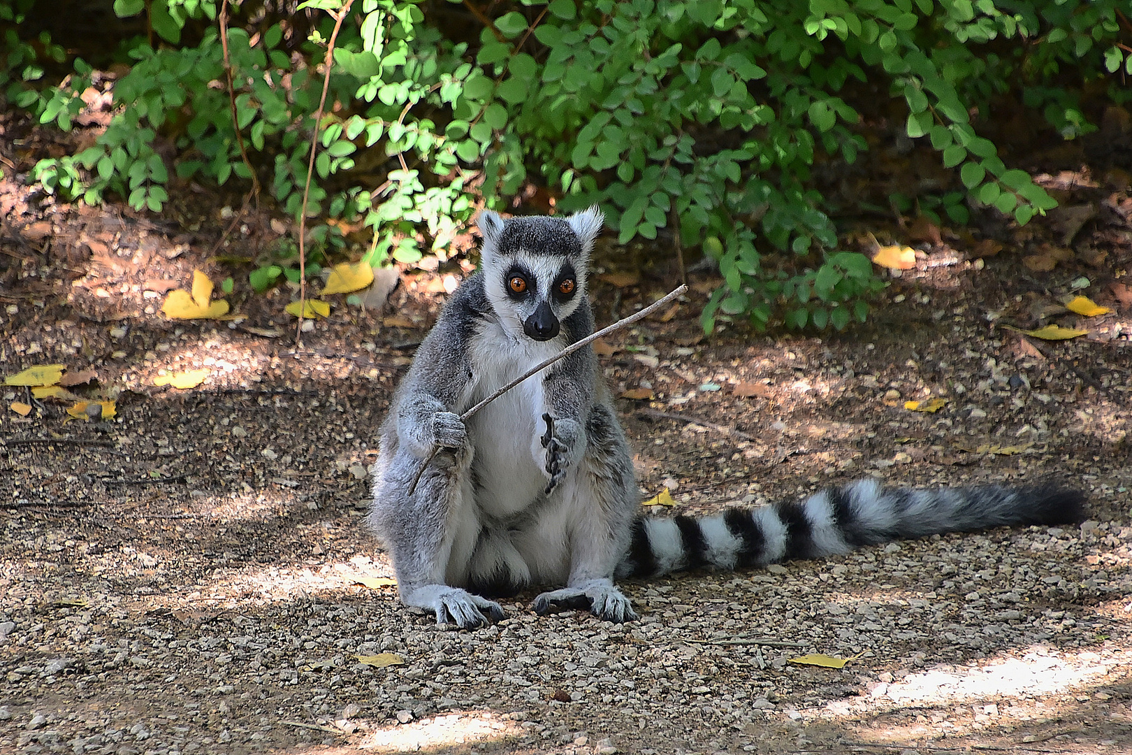 Der Dirigent / Katta ( Lemur catta)