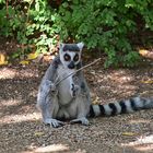 Der Dirigent / Katta ( Lemur catta)