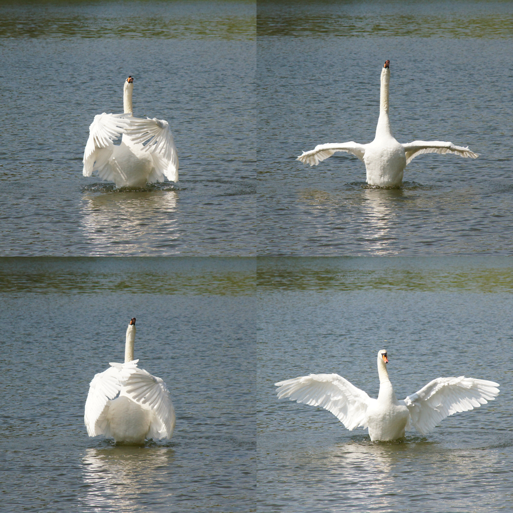 Der dirigierende Schwan