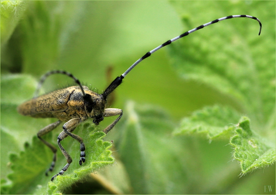 der Distelbock (Agapanthia villosoviridescens)...