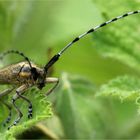 der Distelbock (Agapanthia villosoviridescens)...