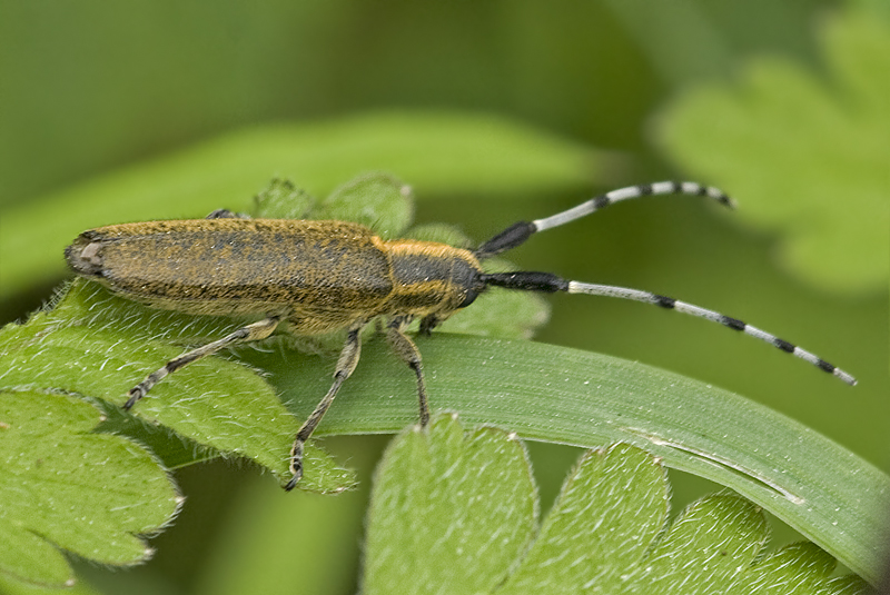 Der Distelbock ( Agapanthia villosoviridescens )