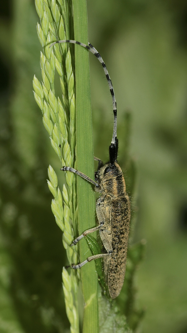 Der Distelbock (Agapanthia villosoviridescens) I