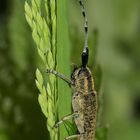 Der Distelbock (Agapanthia villosoviridescens) I