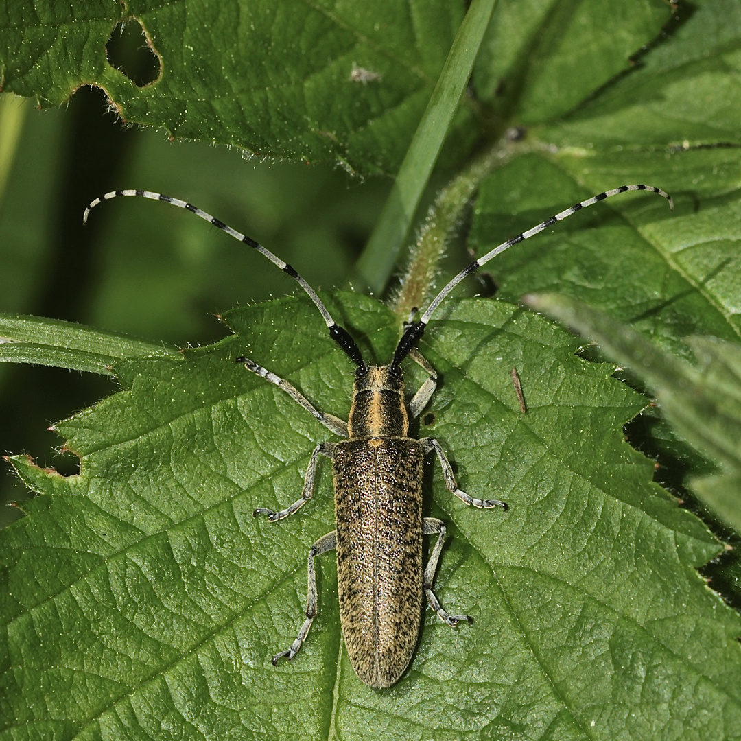 Der Distelbock (Agapanthia villosoviridescens) II