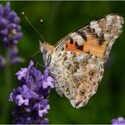 Der Distelfalter tankte an unserem Lavendel . . .