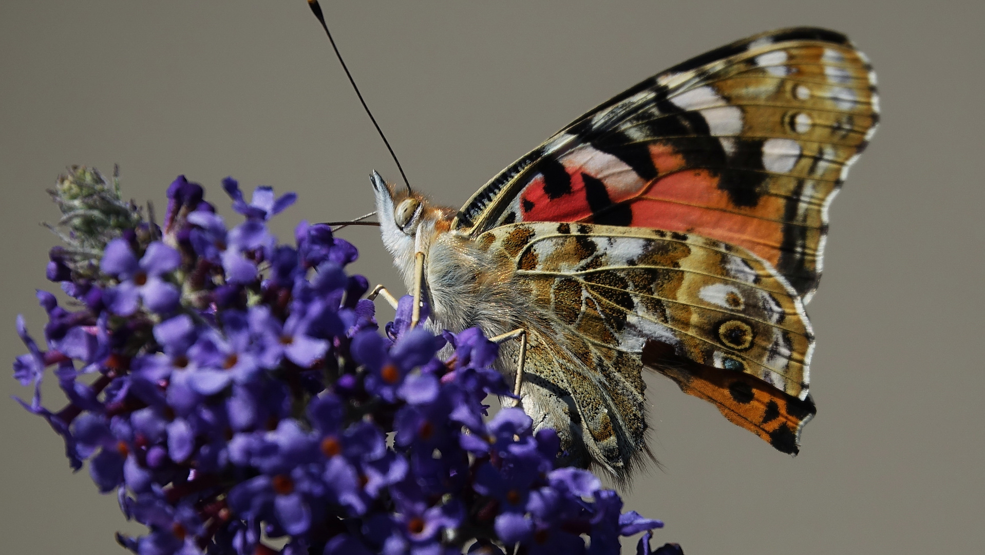 Der Distelfalter (Vanessa cardui)