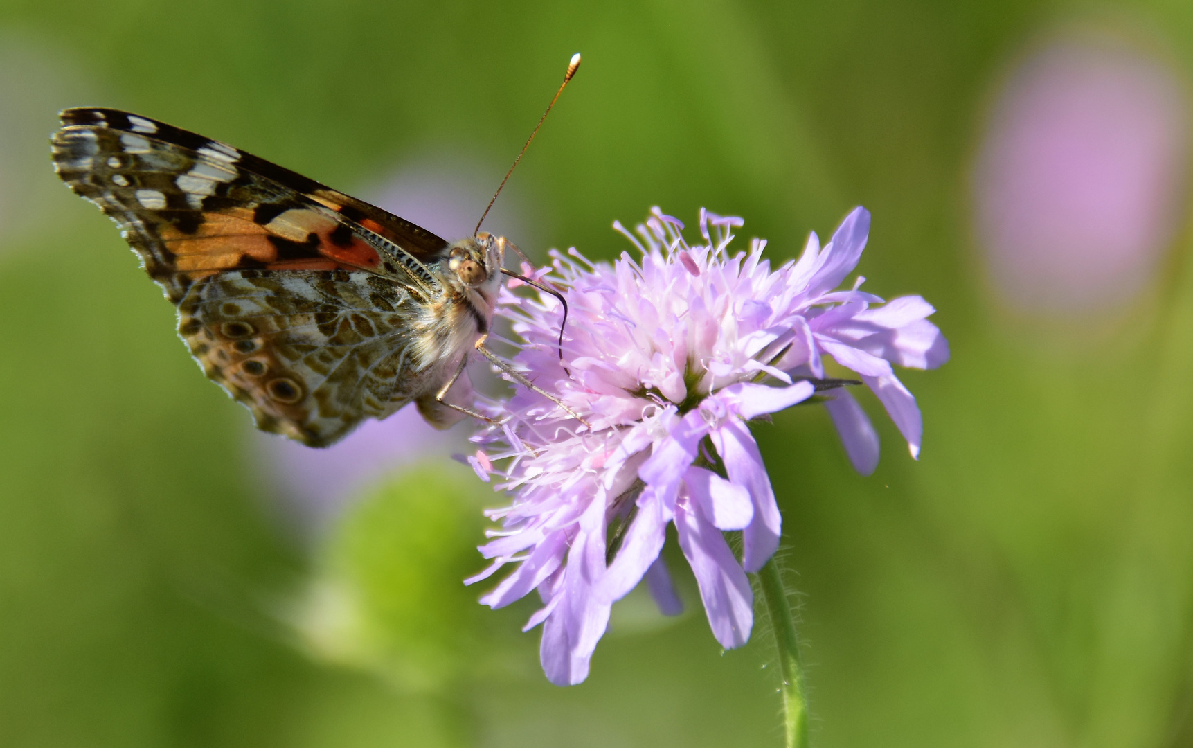 Der Distelfalter (Vanessa cardui) auf der Acker -Witwenblume