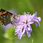 Der Distelfalter (Vanessa cardui) auf der Acker -Witwenblume