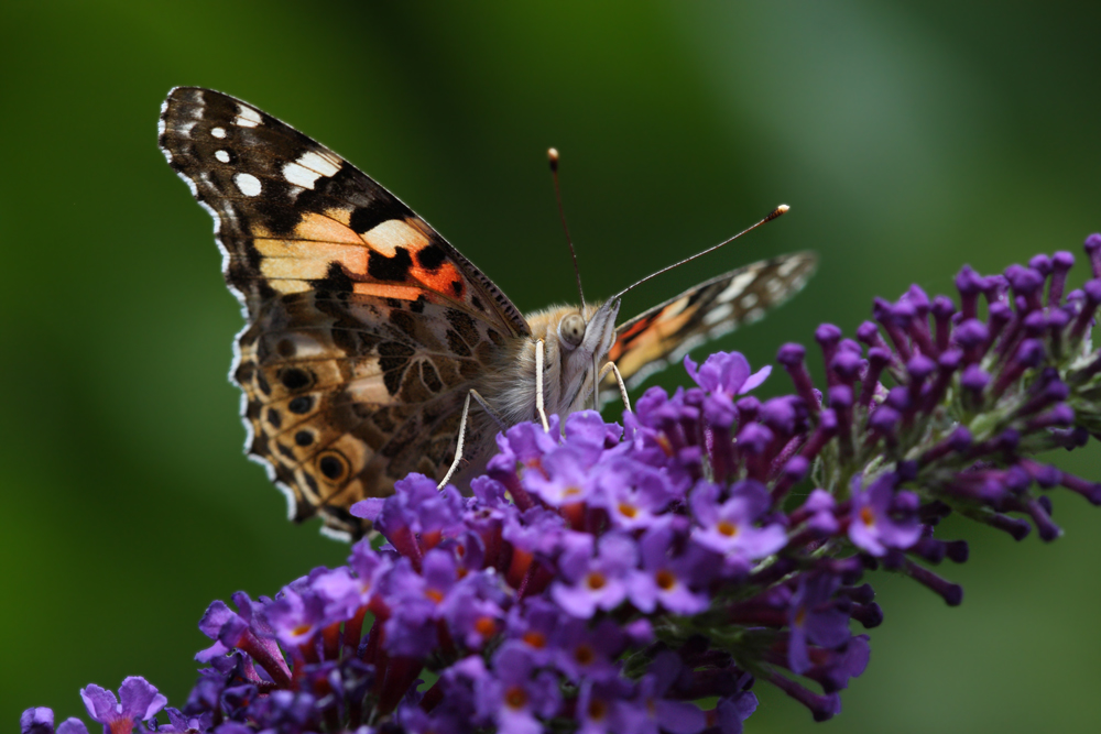 Der Distelfalter (Vanessa cardui; Syn.: Cynthia cardui)