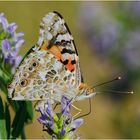 Der Distelfalter (Vanessa cardui, Syn.: Cynthia cardui) war nicht einfach . . .