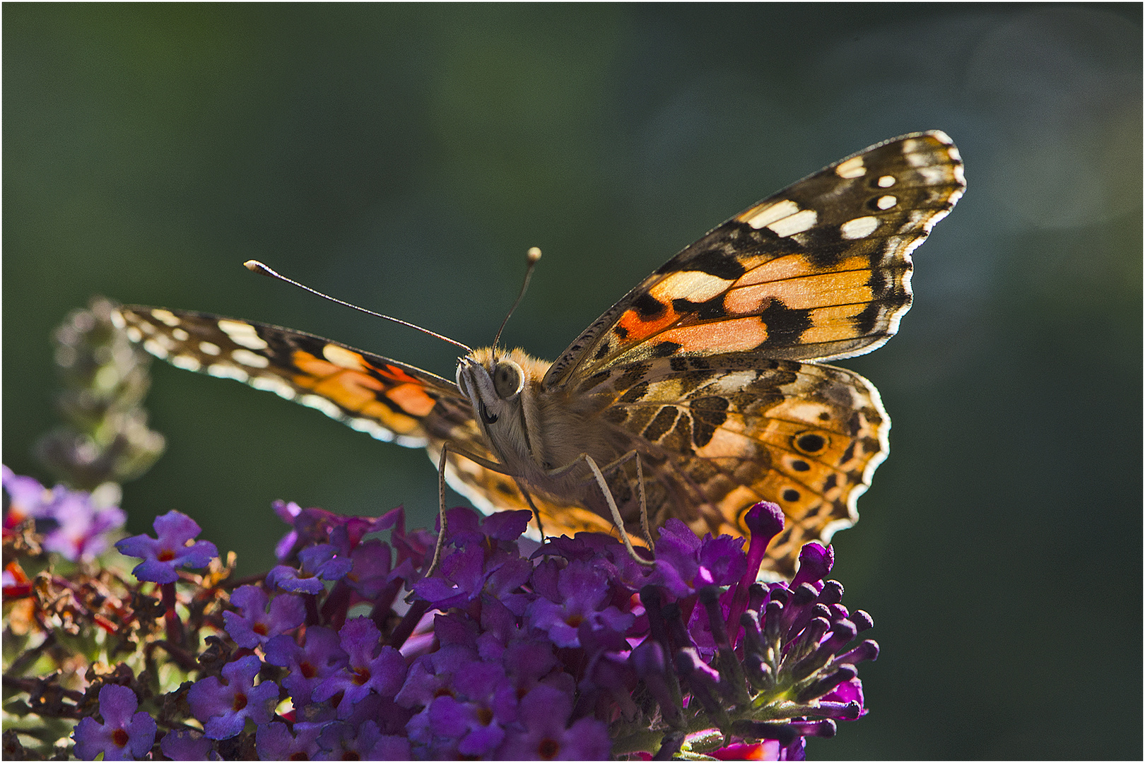 Der Distelfalter  (Vanessa cardui) war in diesem Jahr . . .