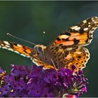 Der Distelfalter  (Vanessa cardui) war in diesem Jahr . . .