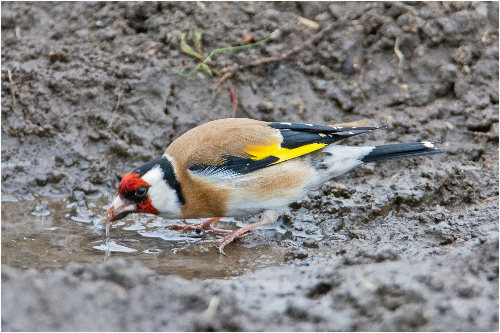 Der Distelfink (Carduelis carduelis) (1) nutzte eine kurze . . .