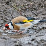 Der Distelfink (Carduelis carduelis) (1) nutzte eine kurze . . .