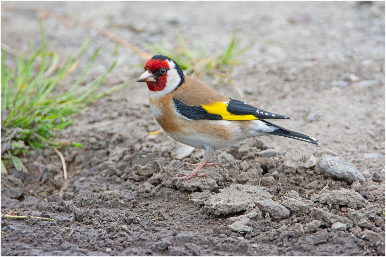 Der Distelfink (Carduelis carduelis) (2) nutzte eine kurze . . .