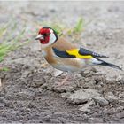 Der Distelfink (Carduelis carduelis) (2) nutzte eine kurze . . .