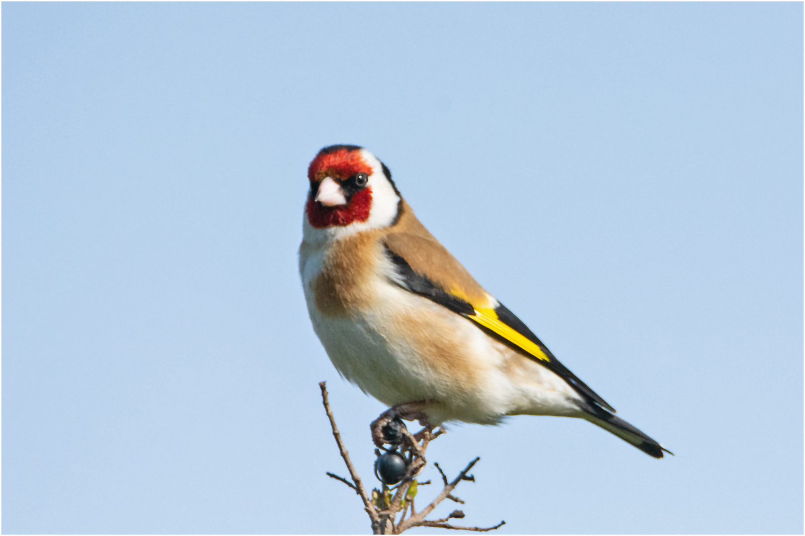 Der Distelfink (Carduelis carduelis) ist einer . . .