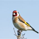 Der Distelfink (Carduelis carduelis) ist einer . . .