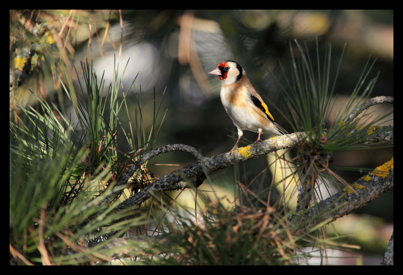 Der Distelfink in Nachbars Garten