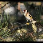 Der Distelfink in Nachbars Garten