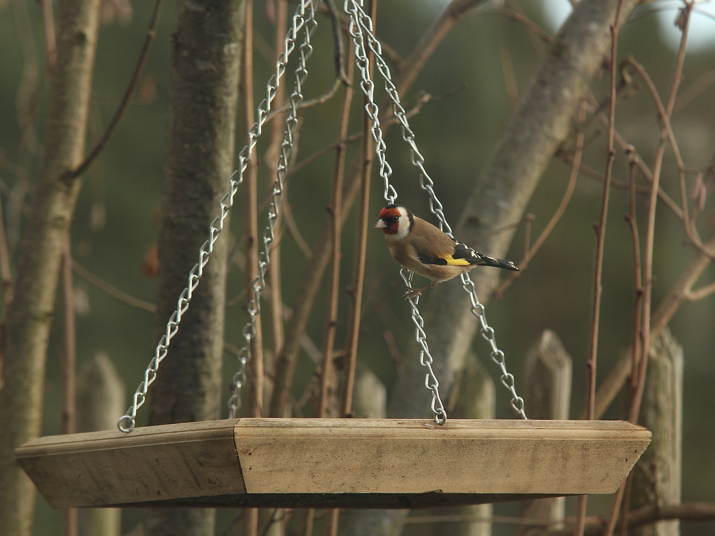 Der Distelfink oder Stieglitz (Carduelis carduelis) an Christas Futterbrett ...