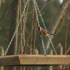 Der Distelfink oder Stieglitz (Carduelis carduelis) an Christas Futterbrett ...