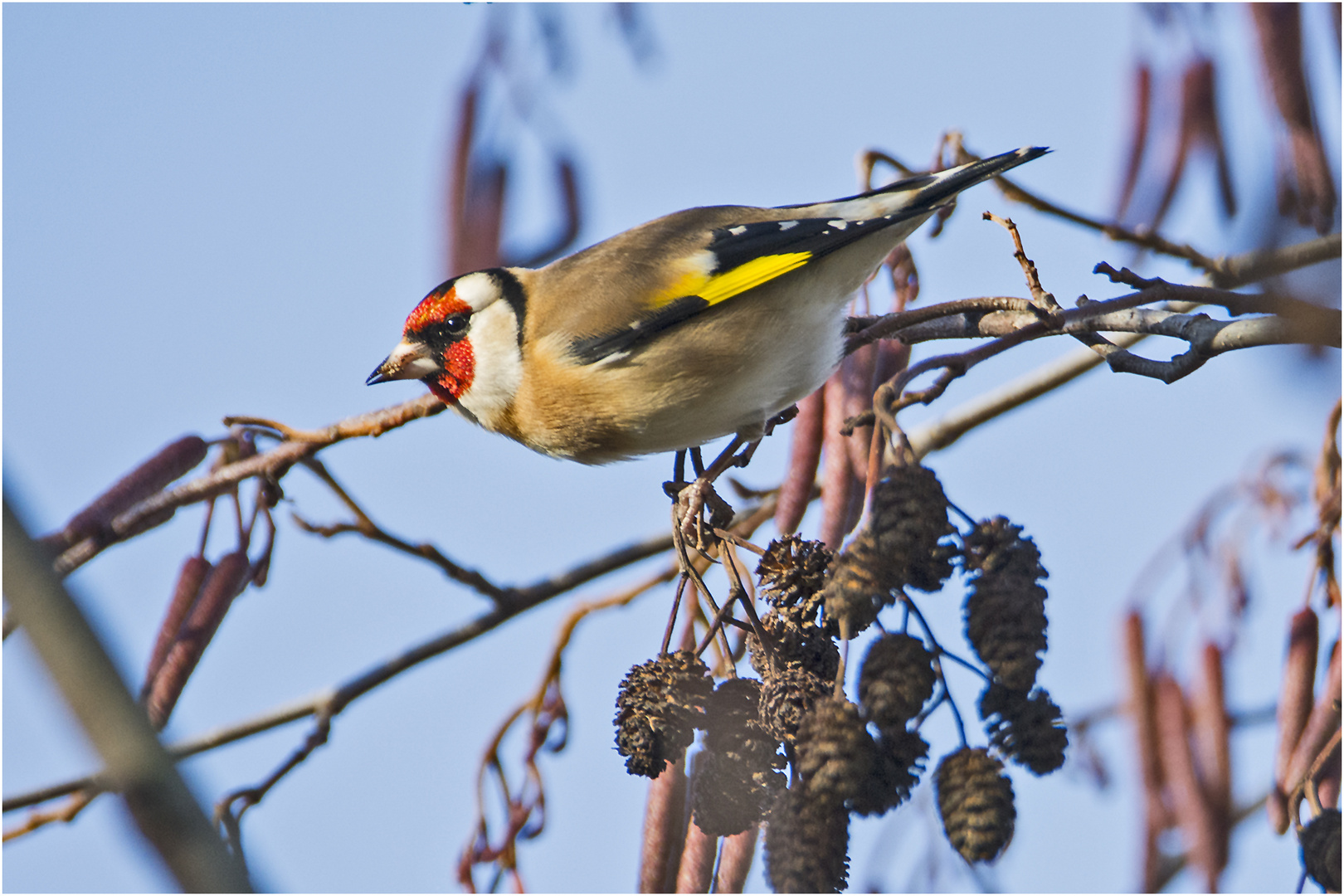 Der Distelfink oder Stieglitz (Carduelis carduelis) ist einer . . .