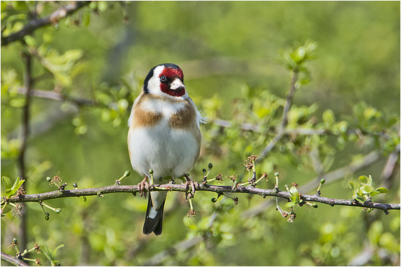 Der Distelfink oder Stieglitz (Carduelis carduelis) war . . .