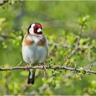 Der Distelfink oder Stieglitz (Carduelis carduelis) war . . .