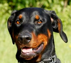 Der Dobermann