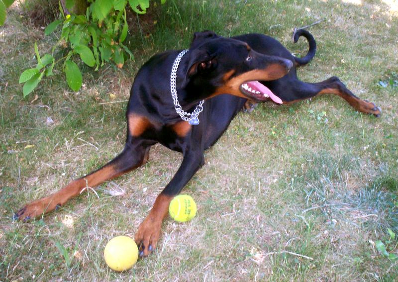 Der Dobermann und sein Spieltrieb .....