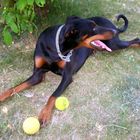 Der Dobermann und sein Spieltrieb .....