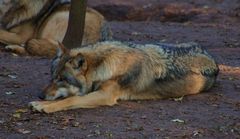 Der Döse Wolf (wartet auf Rotkäppchen)