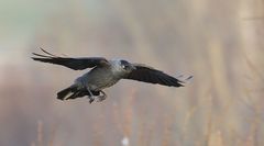 Der Dohlen-Flug