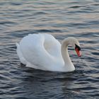 Der dominante Schwan