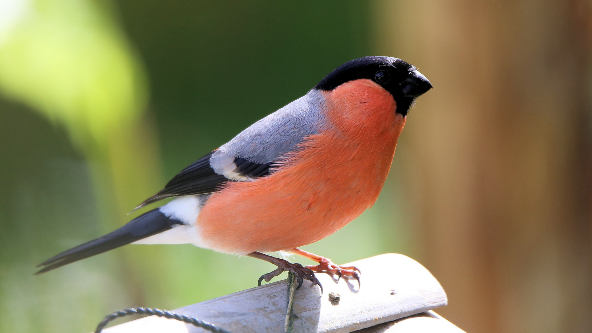 Der Dompfaff Foto Bild Singvogel Natur Vogel Bilder Auf Fotocommunity