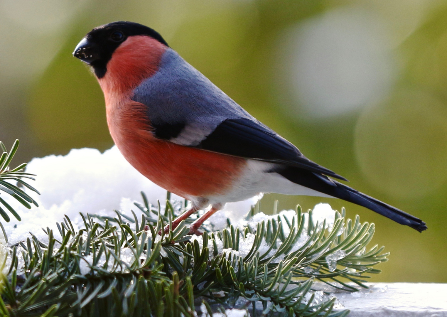 Der Dompfaff Foto Bild Tiere Wildlife Wild Lebende Vogel Bilder Auf Fotocommunity