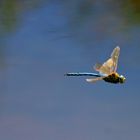 Der Doppeldecker fliegt