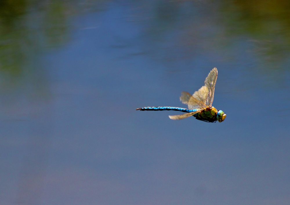 Der Doppeldecker fliegt