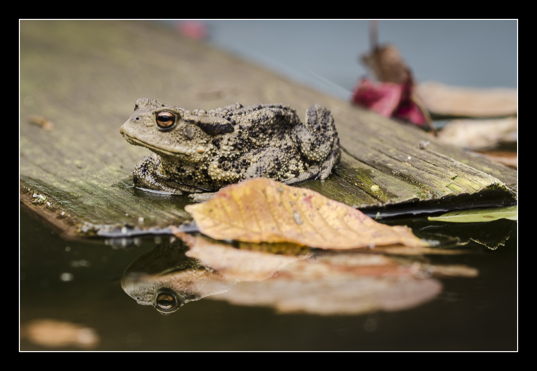 der "Doppelfrosch"