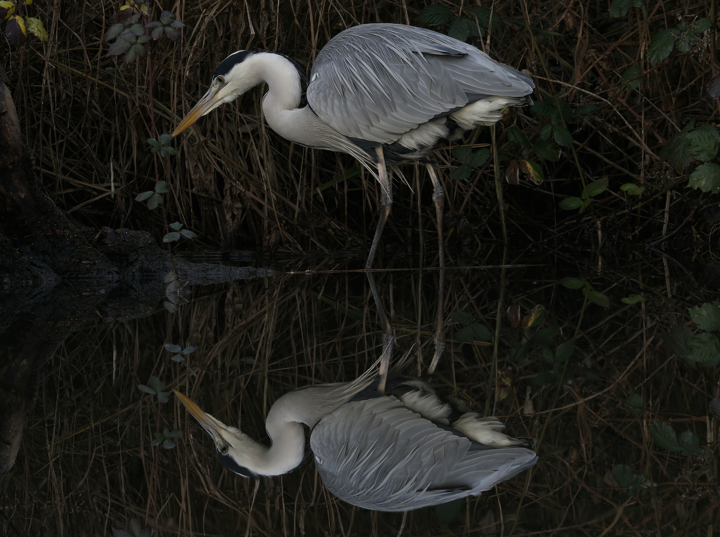 Der Doppelgänger Foto & Bild tiere, wildlife, wild lebende vögel