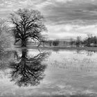 Der doppelte Baum