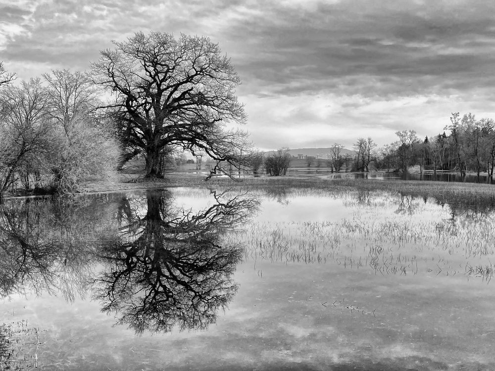 Der doppelte Baum